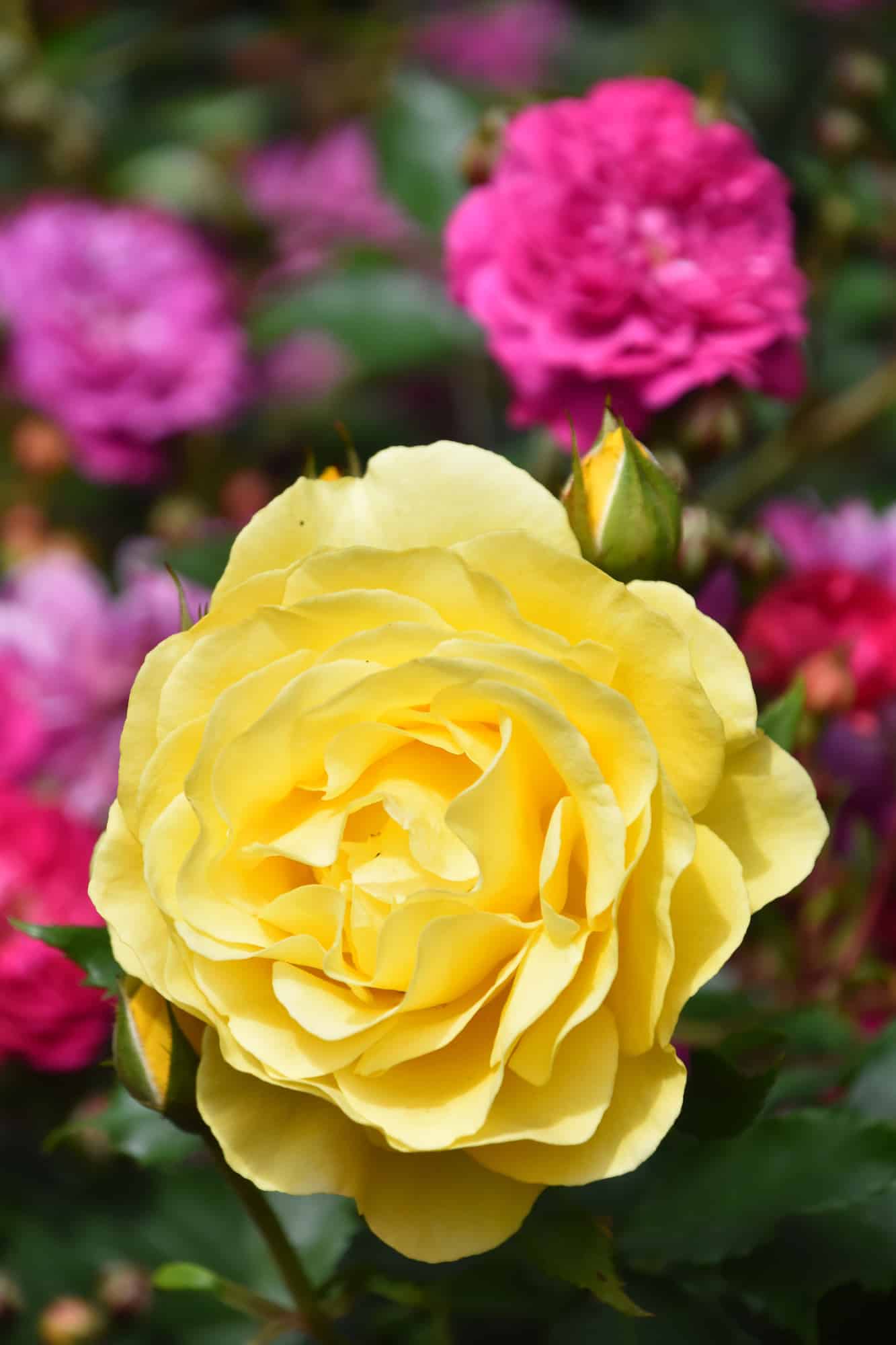 Depositphotos_288878148_l-2015