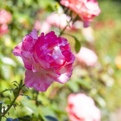 Close-up image of  roses from the International Rose  Garden in Portland